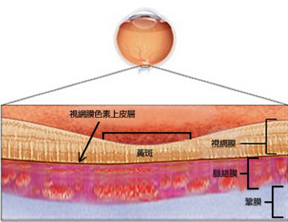 视网膜、脉络膜以及视网膜色素上皮层结构图